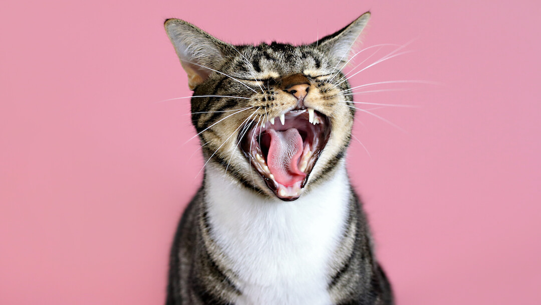 Fun cat shop